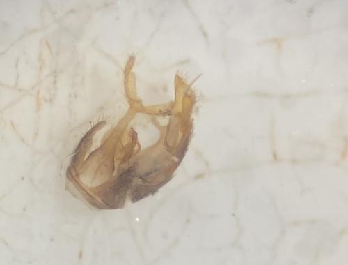 Malthodes sp.